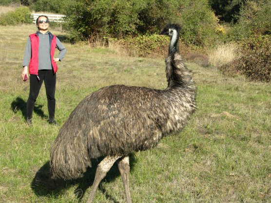Sivananda Ashram: Free Range Emu