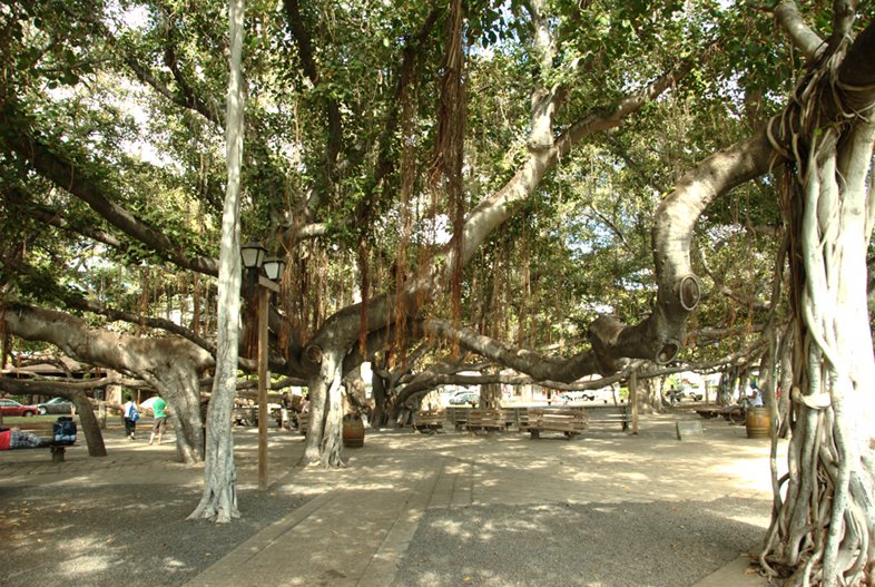 Lahaina, Maui: Largest Banyan Tree in the U.S.