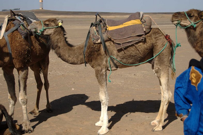Erg Chebbi, Morocco: White-booted camel