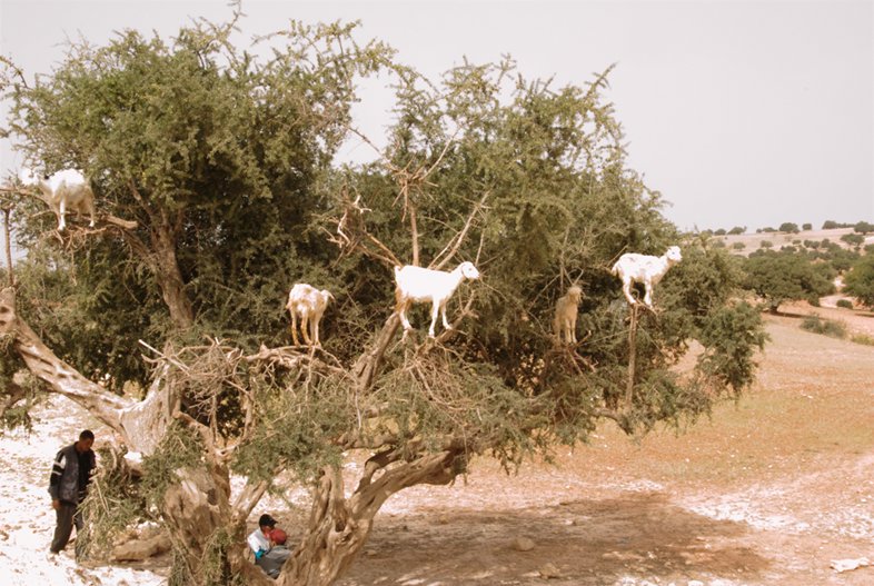 Morocco: Argan Trees with Goats