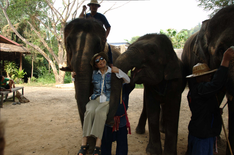 Chiang Mai: Elephants