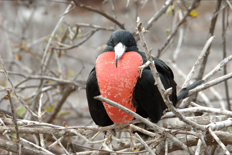 Galapagos Islands: frigate bird