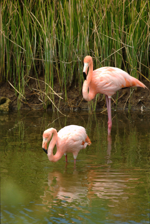 Galapagos Islands: flamingos