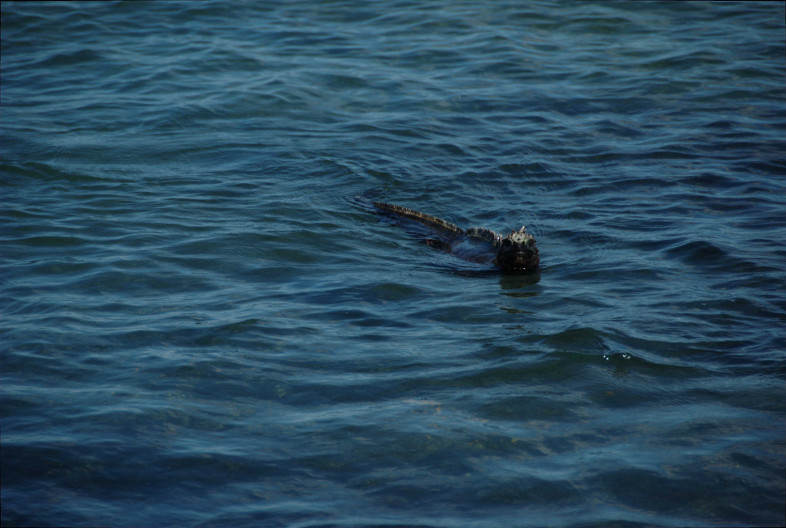 Galapagos Islands: swimming iguana