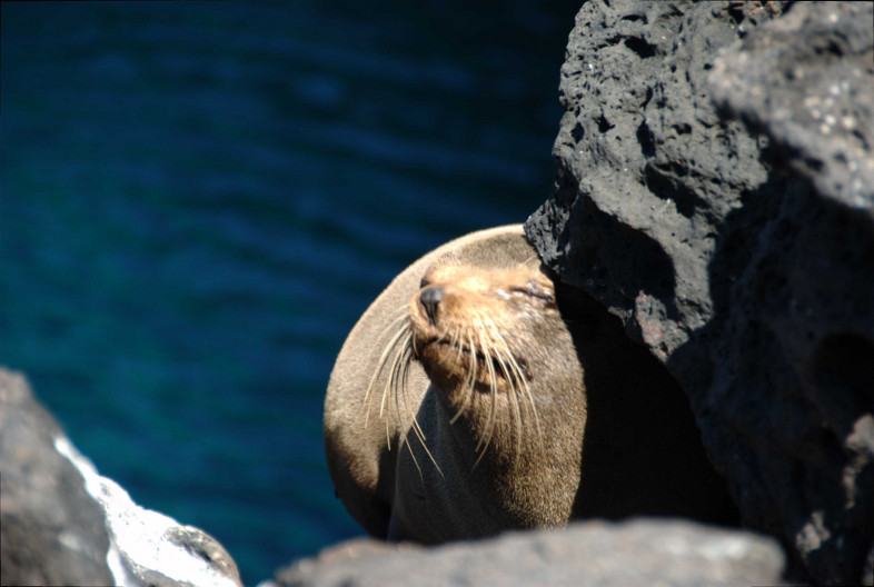 Galapagos Islands: fur seal