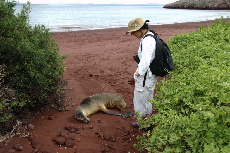 Galapagos Islands: sea lion with tourist