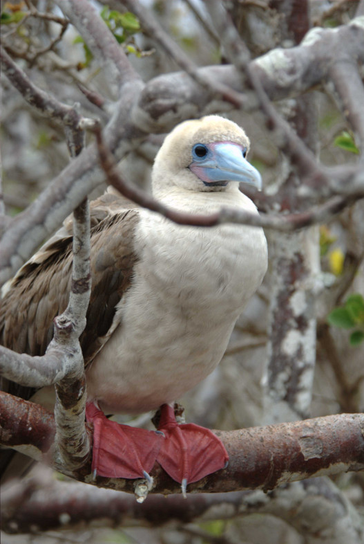 Galapagos Islands: red-footed booby