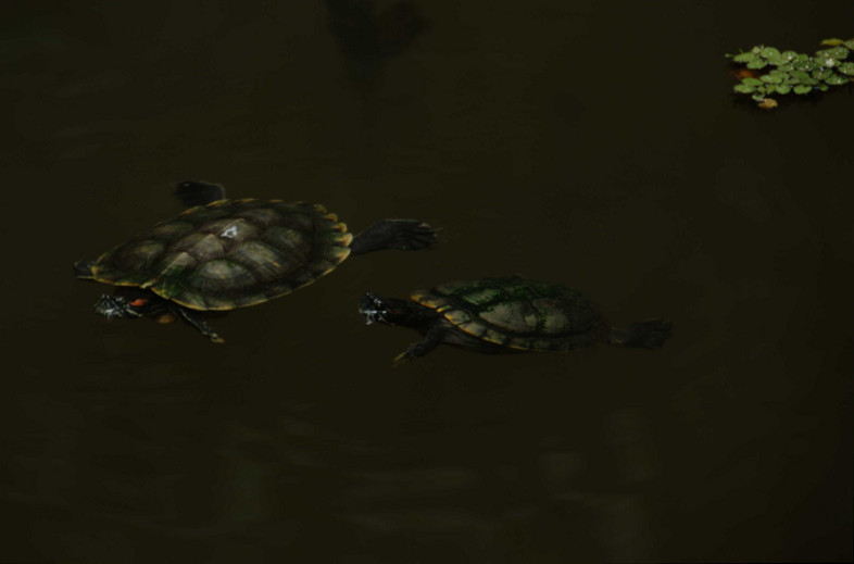 Penang, Malaysia: Botanical Garden turtles