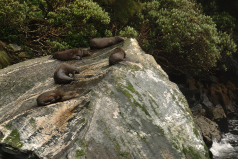 Fjordland, New Zealand: Sea Lions