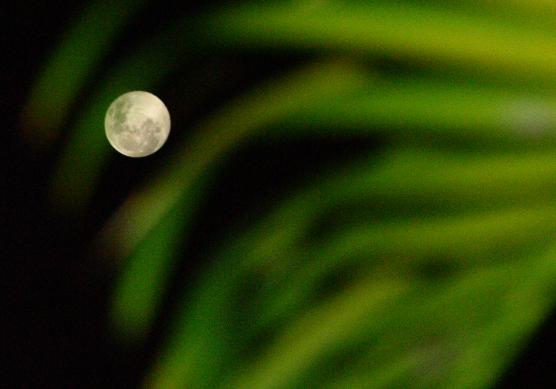 Denarau Island, Fiji: Full Moon
