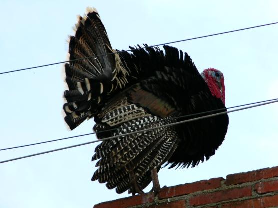 Oaxaca, Mexico: Rooftop turkey