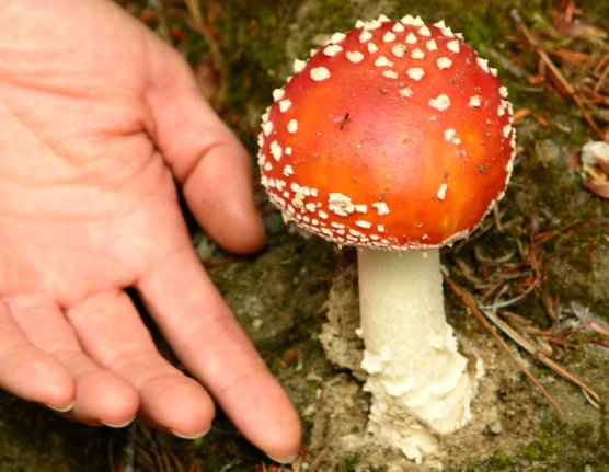 Skagway, Alaska: Colorful Wild Mushroom