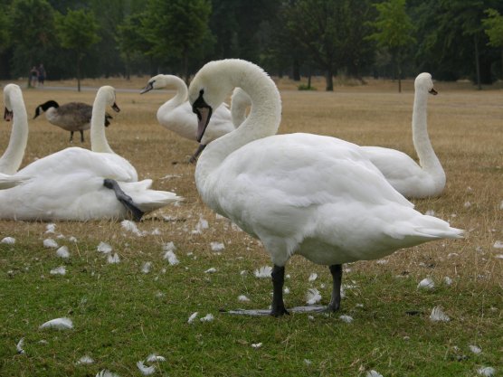 London, Great Britain: Swans in Kensington Park