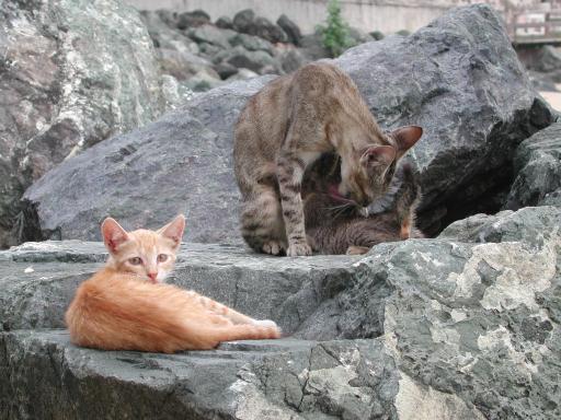 San Juan, Puerto Rico: Wild Mother Cat