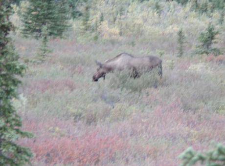 Denali National Park: Mrs. Moose