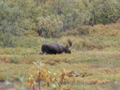 Denali National Park: Mr. Moose