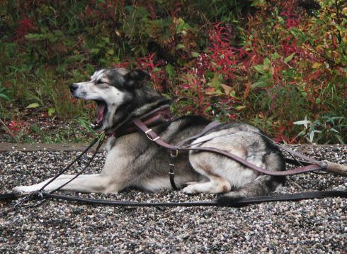 Denali National Park: Sled Dog