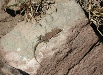 Grand Canyon National Park: Lizard on Plateau Point