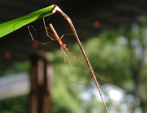 Australia, Kakadu Park: Spider at Ubirr