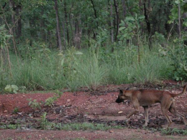 Australia, Kakadu Park: Dingo near Ubirr
