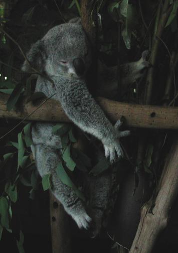Brisbane, Australia: Lone Pine Koala Sanctuary