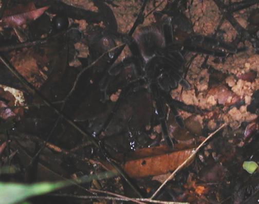 Amazon Jungle, Brazil: Tarantula
