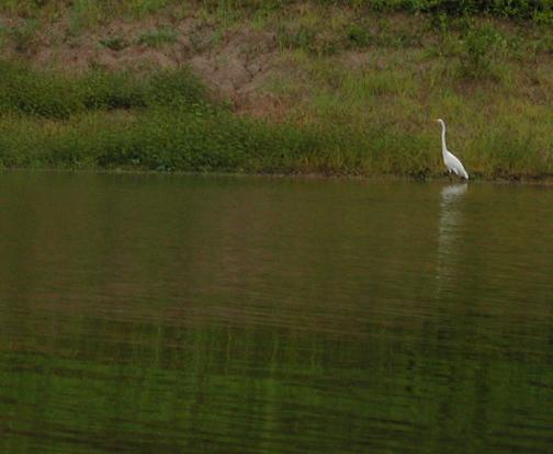 Araca River, Brazil: Heron