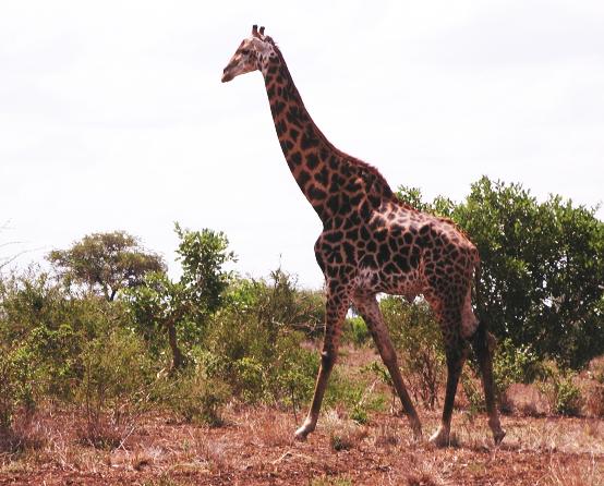 Kruger Park, South Africa: Giraffe