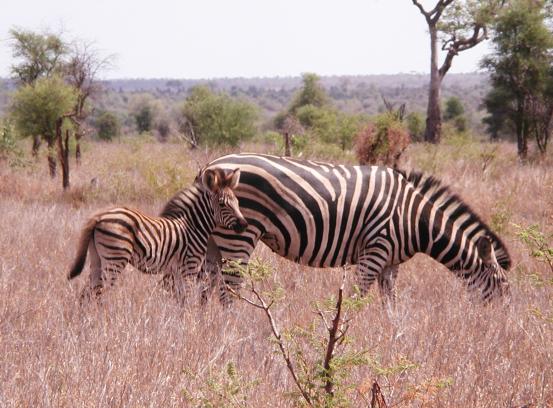 Kruger Park, South Africa: Zebras