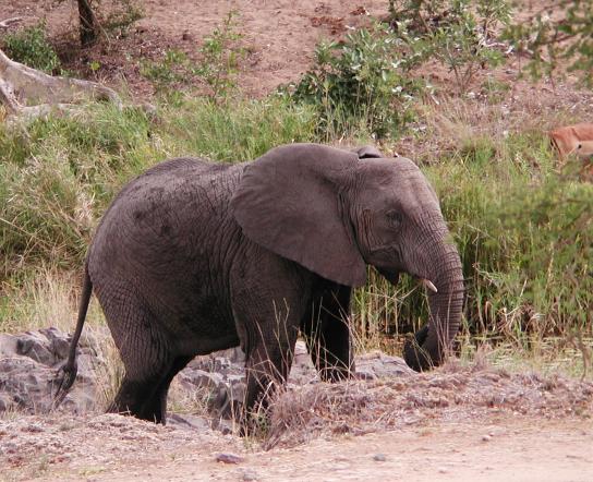 Kruger Park, South Africa: Elephant