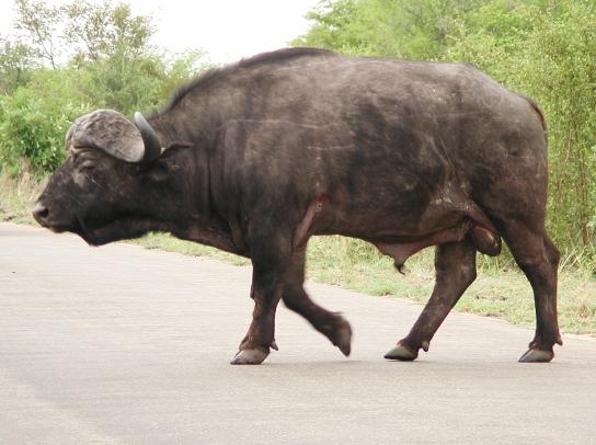 Kruger Park, South Africa: Cape Buffalo
