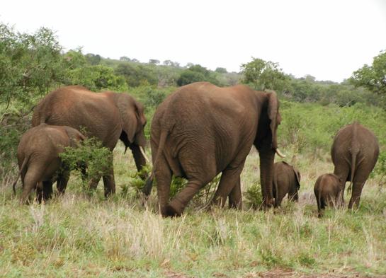 Kruger Park, South Africa: Elephants
