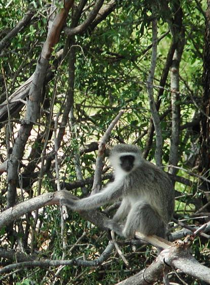 Kruger Park, South Africa: Vervet Monkey