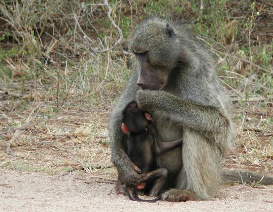 Kruger Park, South Africa: Mother Baboon