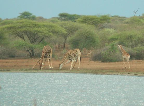 Kruger Park, South Africa: Giraffes