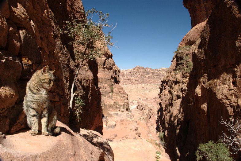 Canyon Cat