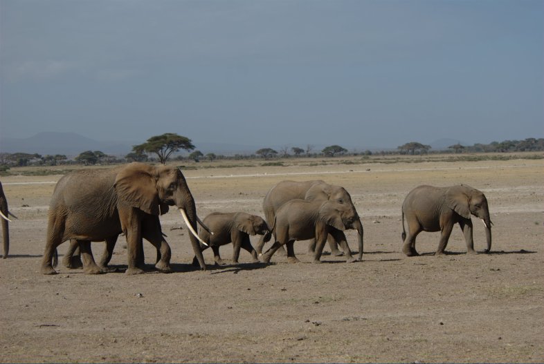 Kenya, Tanzania