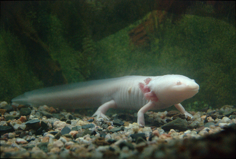 Mendoza: Aquarium creature