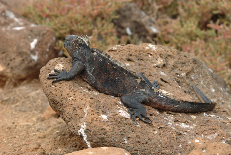 Galapagos Islands: Marine Iguana