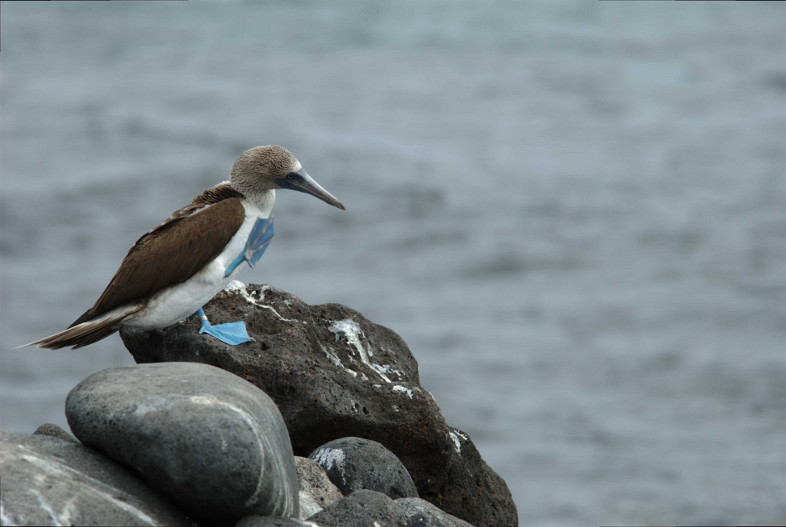 Galapagos Islands: blue-footed boobies