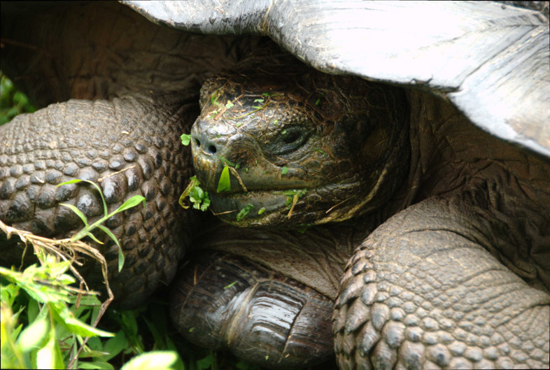 Galapagos Islands: tortoise