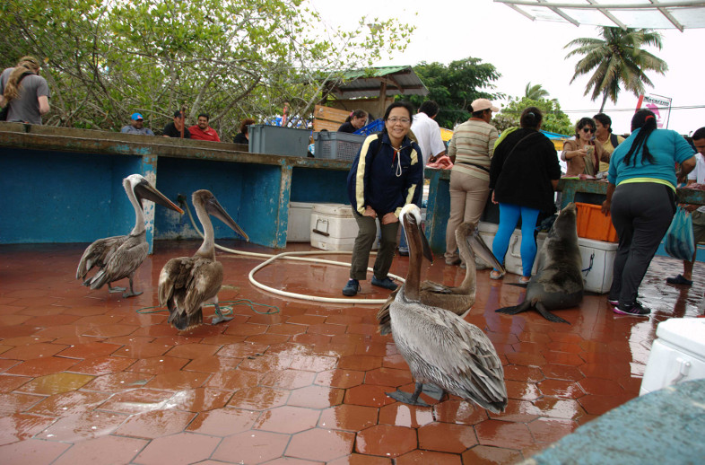 Puerto Ayora, Galapagos Islands: fish market