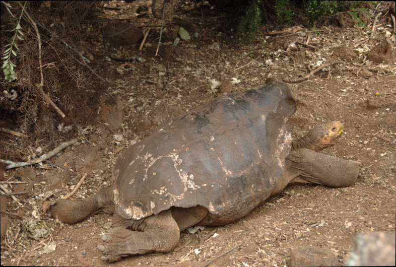 Galapagos Islands: tortoise