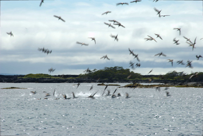 Galapagos Islands: diving boobies