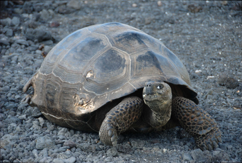 Galapagos Islands: tortoise