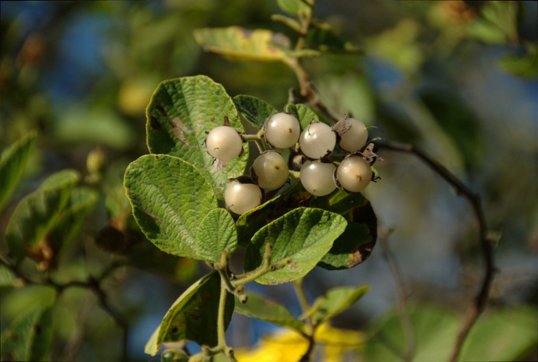 Galapagos Islands: unidentified shrub