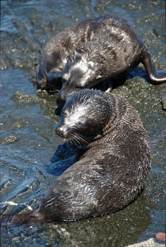 Galapagos Islands: sea lion pups