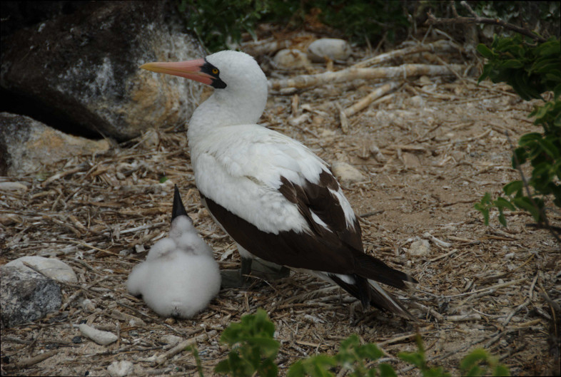 Galapagos Islands: boobies