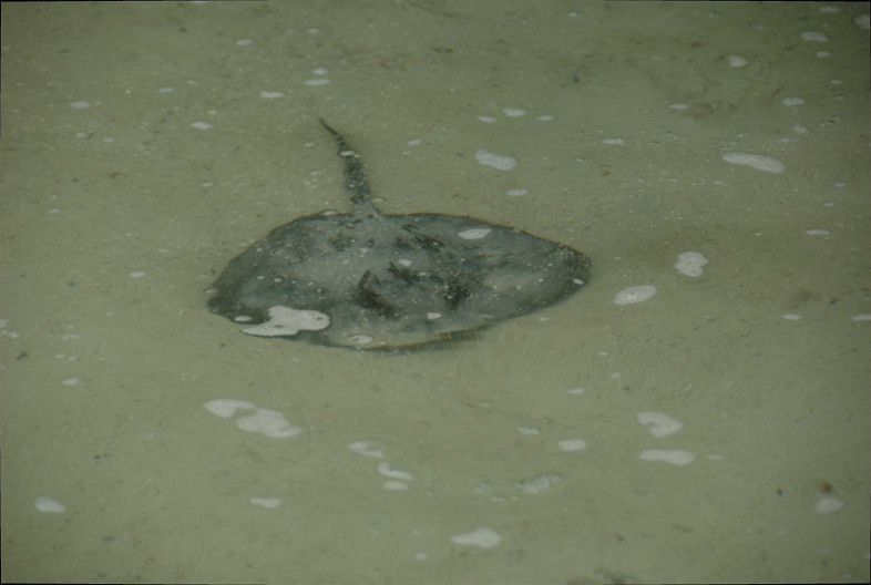 Galapagos Islands: manta ray