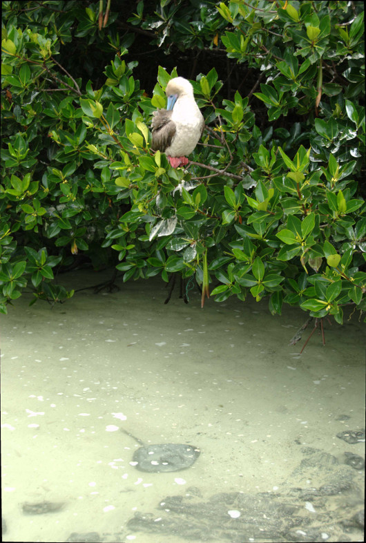 Galapagos Islands: Booby and Ray